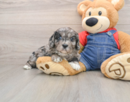8 week old Cavapoo Puppy For Sale - Windy City Pups