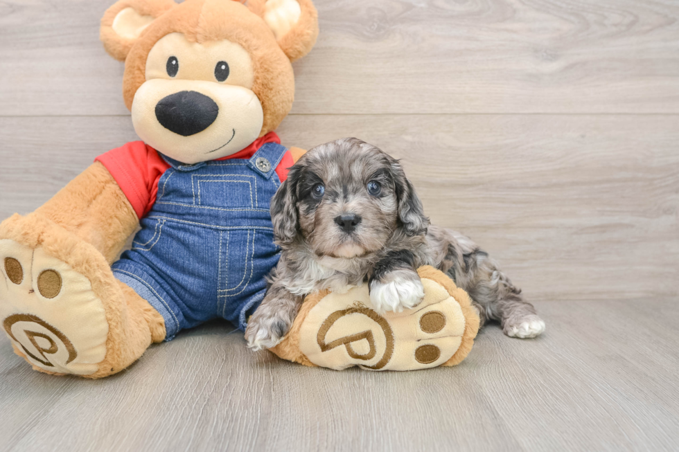 Cavapoo Puppy for Adoption