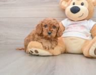 7 week old Cavapoo Puppy For Sale - Windy City Pups