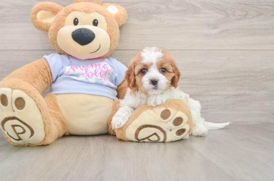 Petite Cavapoo Poodle Mix Pup