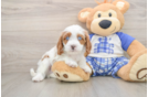 Cavapoo Pup Being Cute