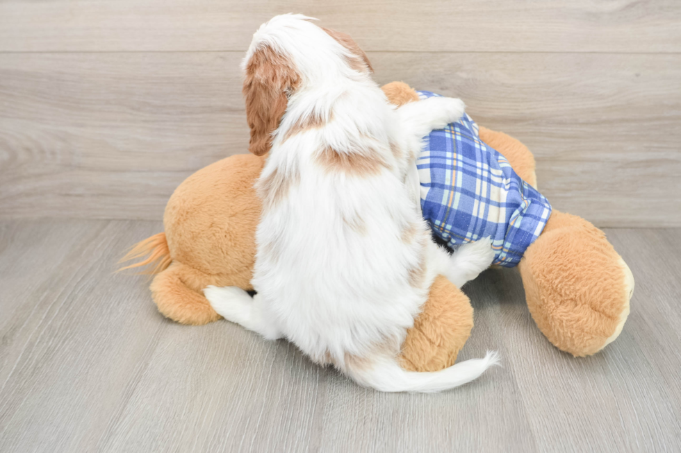 Cavapoo Pup Being Cute