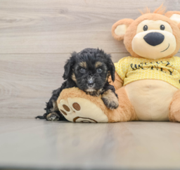 7 week old Cavapoo Puppy For Sale - Windy City Pups