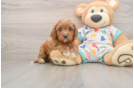 Cute Cavapoo Baby