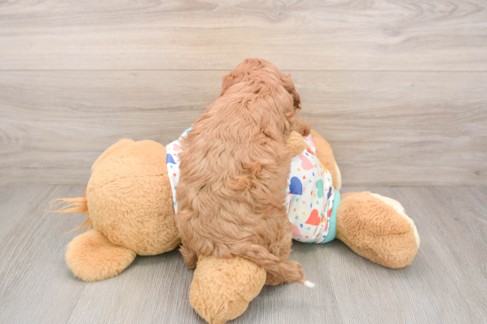 Best Cavapoo Baby