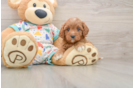 Cavapoo Pup Being Cute