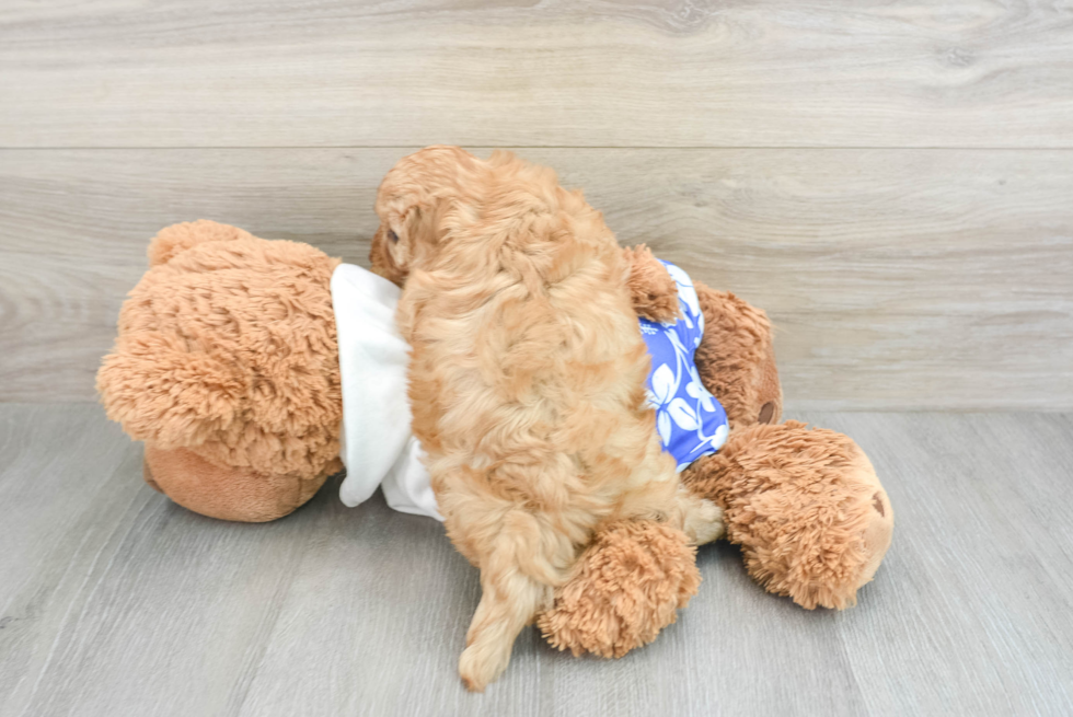 Cavapoo Pup Being Cute