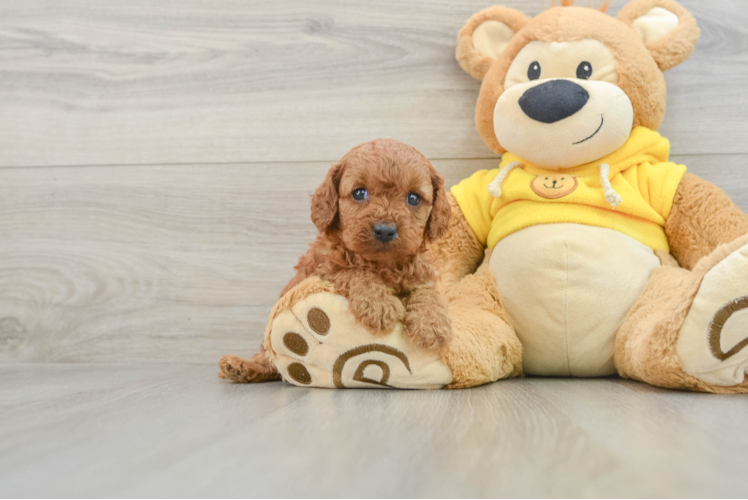 Adorable Cavalier King Charles Spaniel and Poodle Mix Poodle Mix Puppy