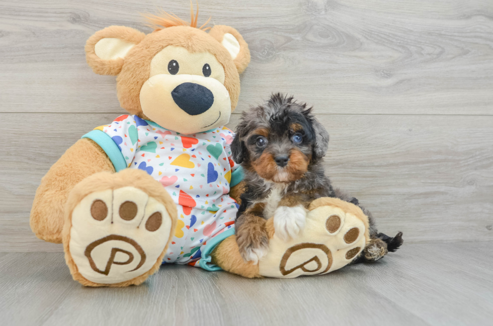 6 week old Cavapoo Puppy For Sale - Windy City Pups