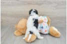 Fluffy Cavapoo Poodle Mix Pup