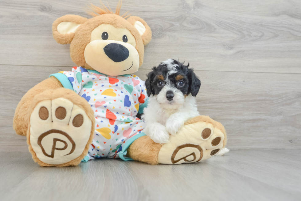 Cavapoo Pup Being Cute