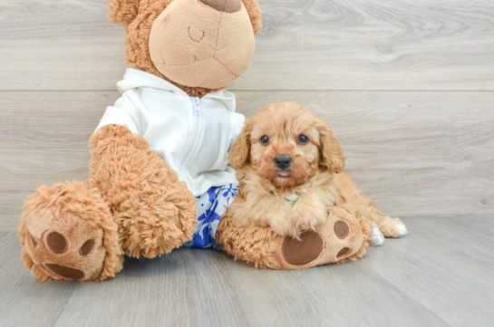 Cavapoo Pup Being Cute