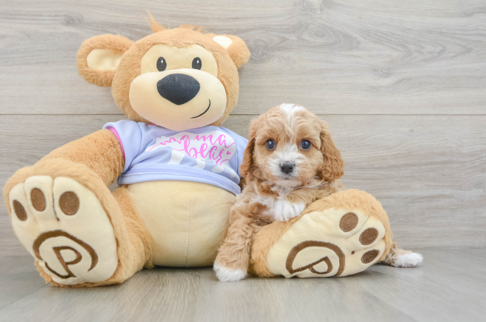6 week old Cavapoo Puppy For Sale - Windy City Pups