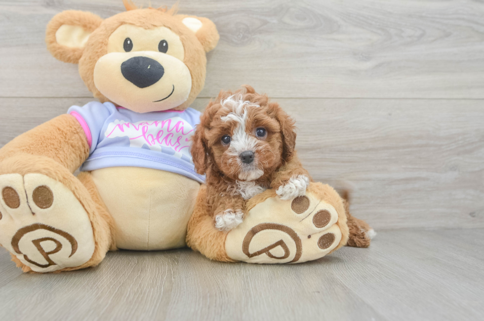 5 week old Cavapoo Puppy For Sale - Windy City Pups