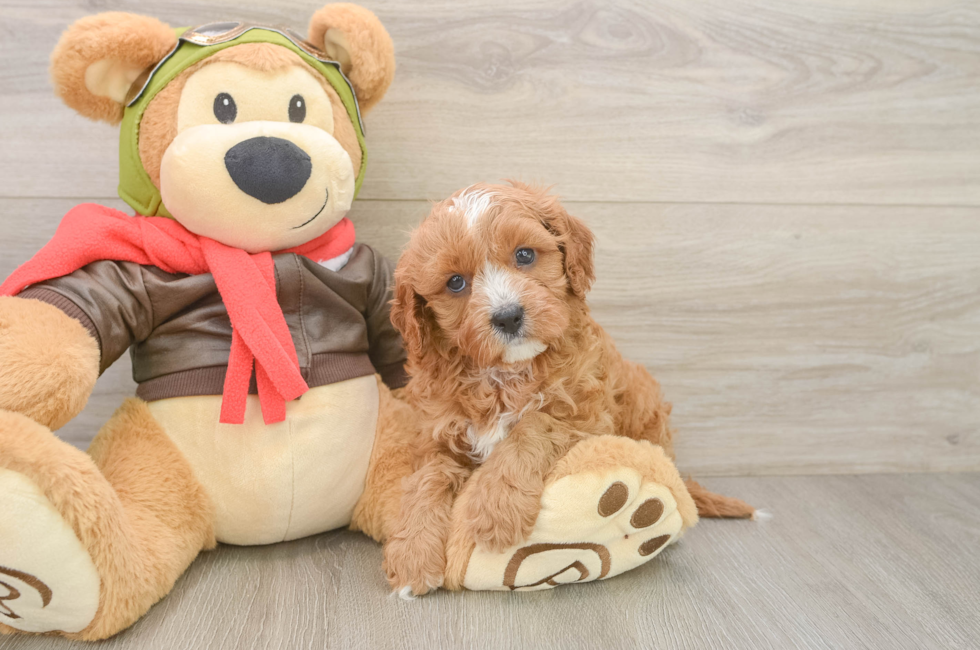 5 week old Cavapoo Puppy For Sale - Windy City Pups