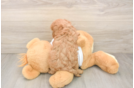 Energetic Cavoodle Poodle Mix Puppy