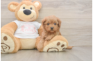 Friendly Cavapoo Baby