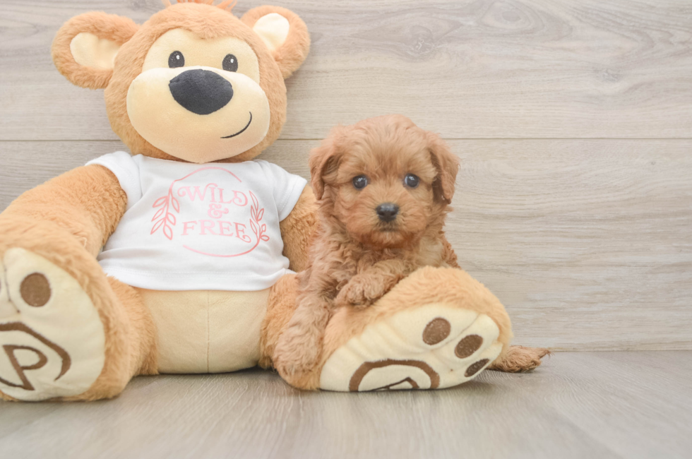 5 week old Cavapoo Puppy For Sale - Windy City Pups