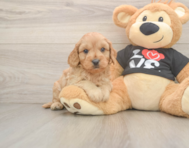 6 week old Cavapoo Puppy For Sale - Windy City Pups