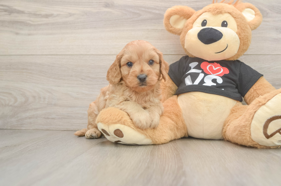 5 week old Cavapoo Puppy For Sale - Windy City Pups