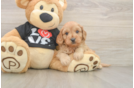 Cavapoo Pup Being Cute
