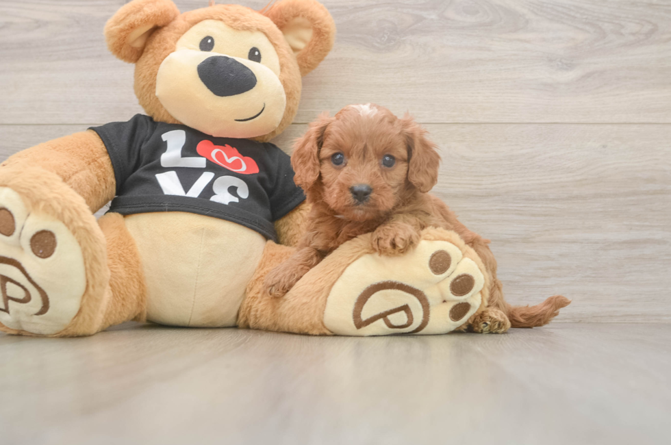 5 week old Cavapoo Puppy For Sale - Windy City Pups