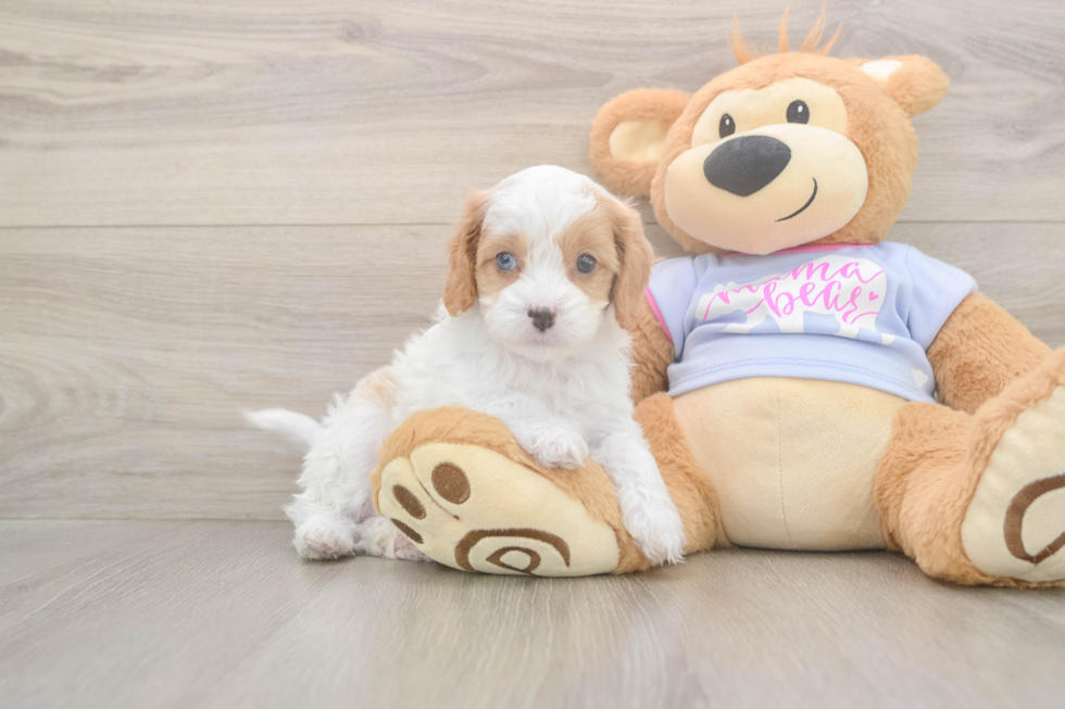 Meet Dorito - our Cavapoo Puppy Photo  2/3 - Windy City Pups Best Cavapoo Baby