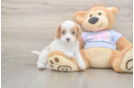 Meet Dorito - our Cavapoo Puppy Photo  2/3 - Windy City Pups Best Cavapoo Baby