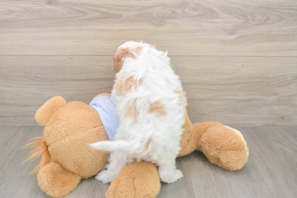 Meet Dorito - our Cavapoo Puppy Photo  3/3 - Windy City Pups Sweet Cavapoo Baby