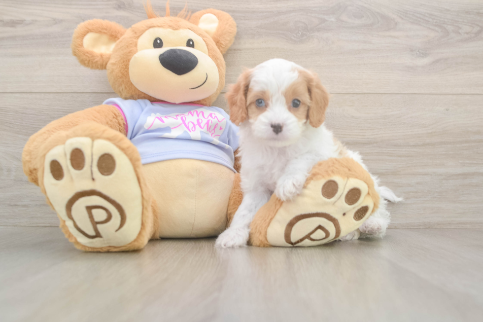 Meet Dorito - our Cavapoo Puppy Photo  1/3 - Windy City Pups Energetic Cavoodle Poodle Mix Puppy