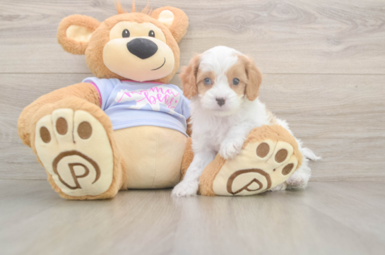 5 week old Cavapoo Puppy For Sale - Windy City Pups Energetic Cavoodle Poodle Mix Puppy