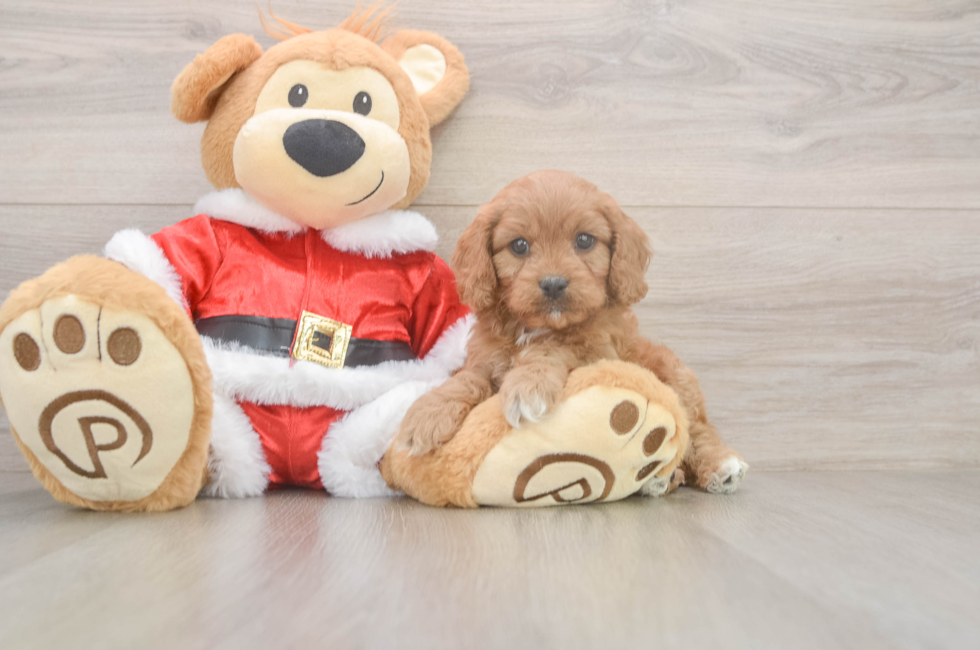 5 week old Cavapoo Puppy For Sale - Windy City Pups