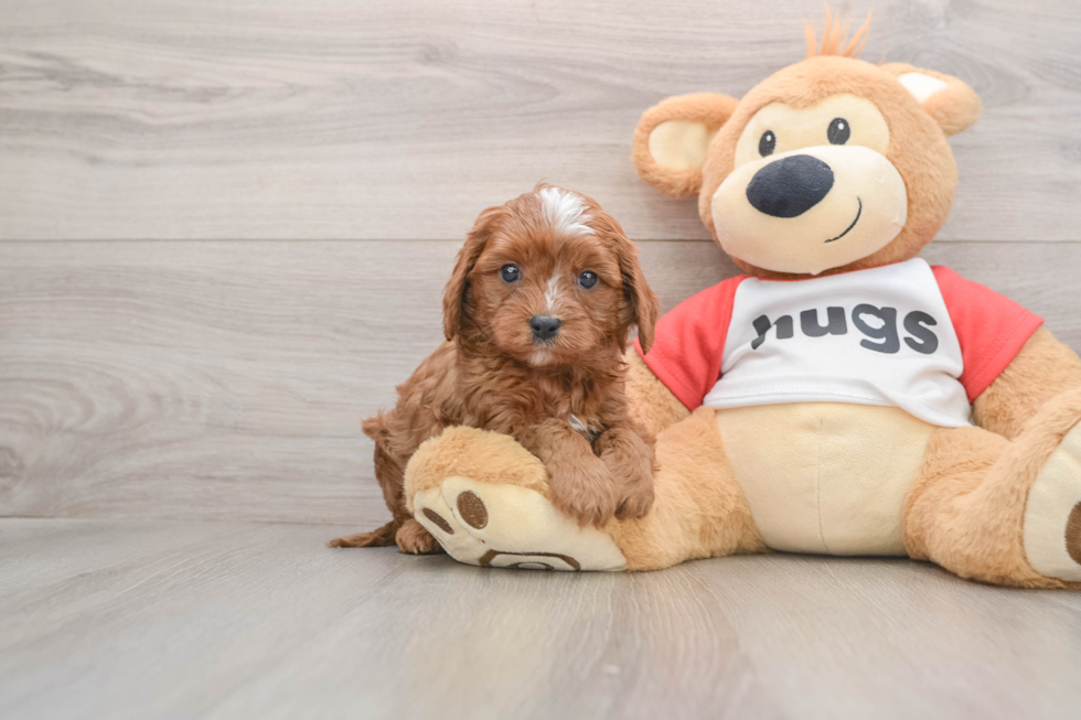 Cavapoo Pup Being Cute