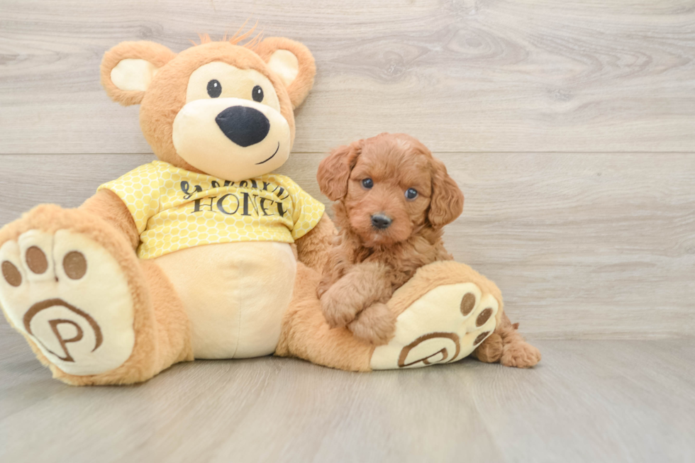 Little Cavipoo Poodle Mix Puppy