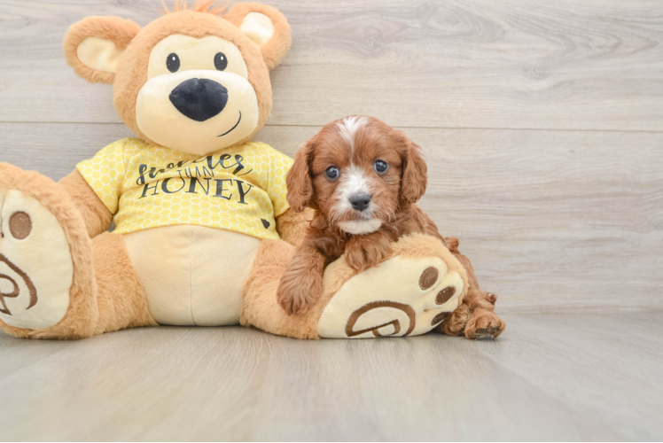 Best Cavapoo Baby