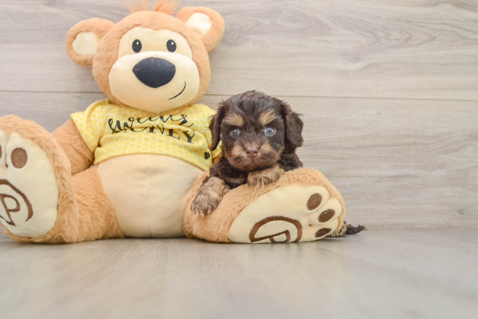 Best Cavapoo Baby