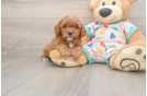 Cavapoo Puppy for Adoption