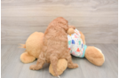 Best Cavapoo Baby