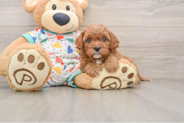 Hypoallergenic Cavadoodle Poodle Mix Puppy