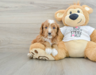 8 week old Cavapoo Puppy For Sale - Windy City Pups