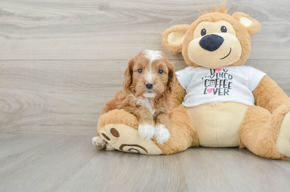 6 week old Cavapoo Puppy For Sale - Windy City Pups