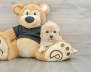 8 week old Cavapoo Puppy For Sale - Windy City Pups