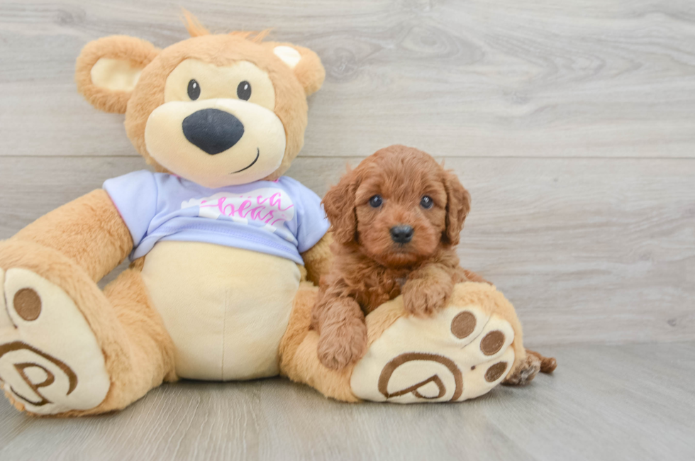 5 week old Cavapoo Puppy For Sale - Windy City Pups