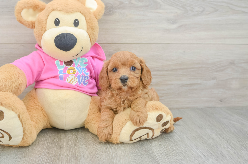 5 week old Cavapoo Puppy For Sale - Windy City Pups