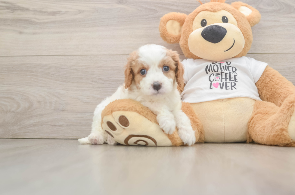 5 week old Cavapoo Puppy For Sale - Windy City Pups