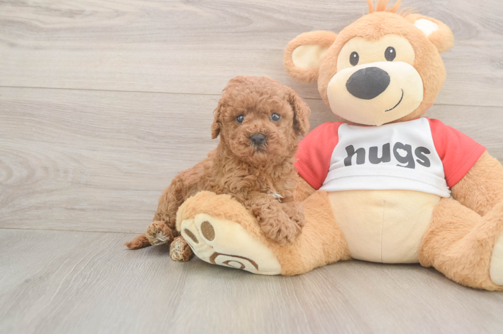 5 week old Cavapoo Puppy For Sale - Windy City Pups