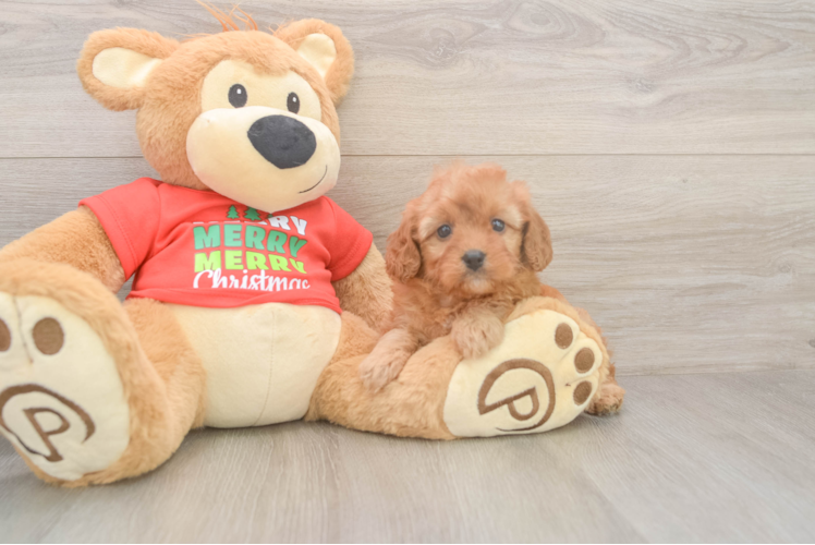 Adorable Cavalier King Charles Spaniel and Poodle Mix Poodle Mix Puppy