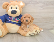 6 week old Cavapoo Puppy For Sale - Windy City Pups
