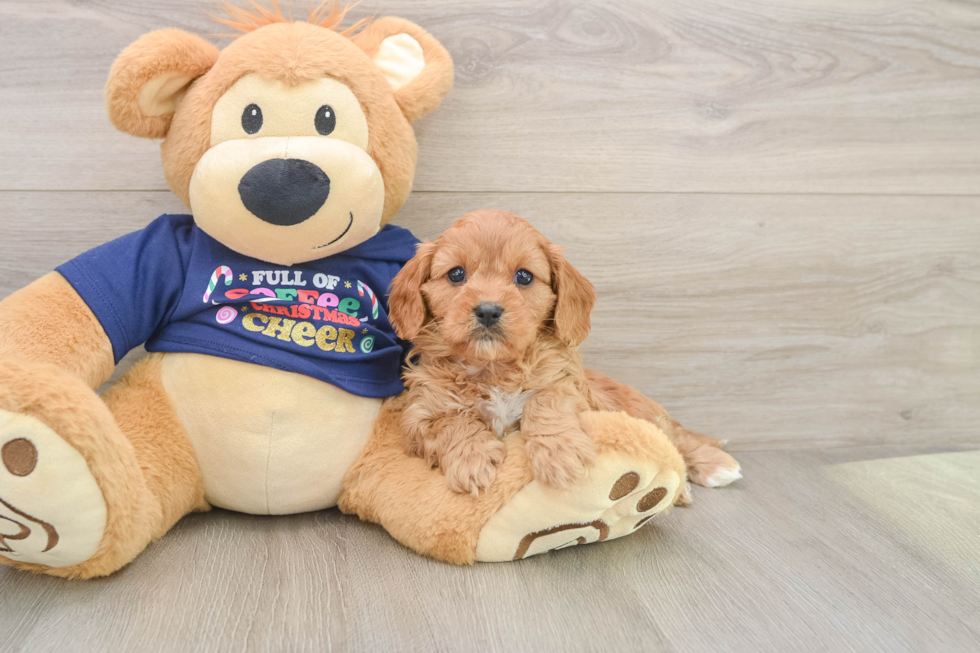 Little Cavipoo Poodle Mix Puppy