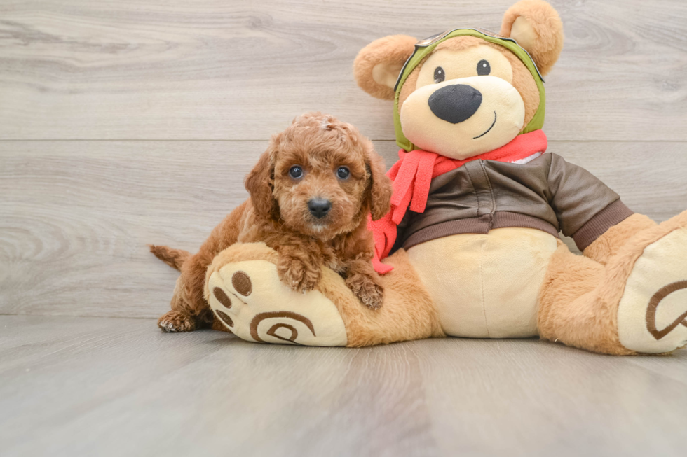 Popular Cavapoo Poodle Mix Pup